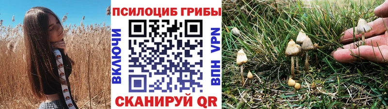 Купить где  Брянск  Галлюциногенные грибы Psilocybe 